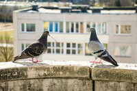 Способы устранения голубей с балкона