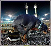 Kaaba and dog