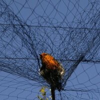 Как ловить певчих птиц сетью или силками?