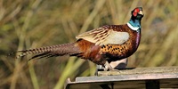 Как поймать фазана: методы и основные правила