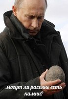 Могут ли россияне есть камни?