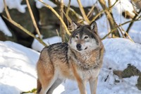 Всё об охоте на волков: оружие, поиск дичи, тактика и методы