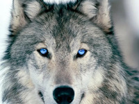 Охота на волка: отлов капканами. Как охотиться на волка капканным способом: установка капканов