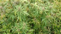 Будет ли легализована марихуана?
